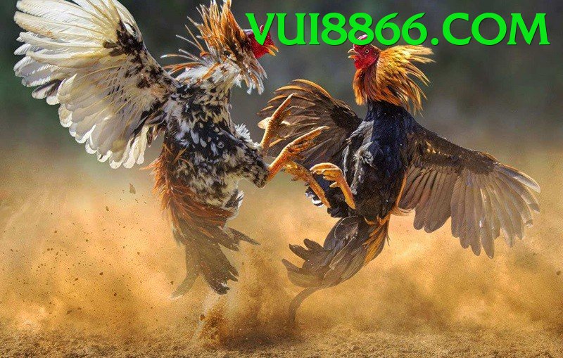 Đá Gà Trực Tiếp - Trải nghiệm tuyệt vời - Trang phục đẹp